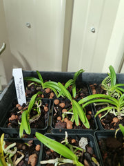 Rhynchostylis Coelestis  Blue ( Sky Blue Species)
