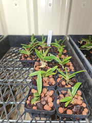 Rhynchostylis Coelestis  Blue ( Sky Blue Species)