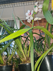 (Flowering Now) White Cymbidium