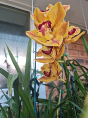 Flowering Now Cymbidium