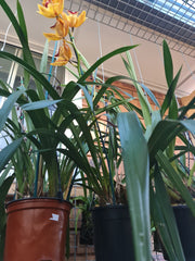 Flowering Now Cymbidium