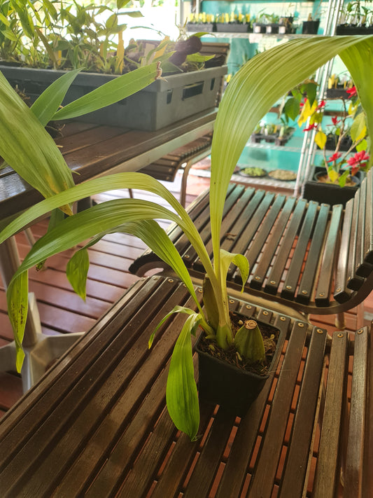 Lycaste Aromatica ( Fragrant Species)