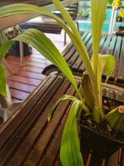 Lycaste Aromatica ( Fragrant Species)