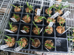 Lc. Jungle Queen X C. Caudebec (Fragrant)