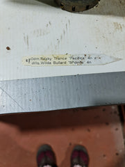 Odm Pesky Trance 'Pacifica' 4N X Wils. Wilda Bullard '5Points'4N ( Tetraploid)