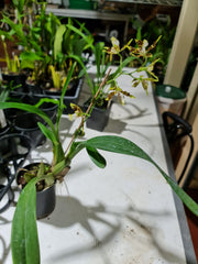 Odm Pesky Trance 'Pacifica' 4N X Wils. Wilda Bullard '5Points'4N ( Tetraploid)