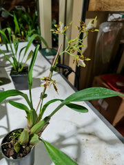 Odm Pesky Trance 'Pacifica' 4N X Wils. Wilda Bullard '5Points'4N ( Tetraploid)