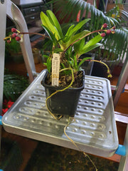 (Flowering Now)Sarc. Galaxy 'Yellow 2011' X Sarc. Tin Yin Lara 'Chinatown'