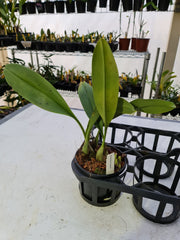 Bulbophyllum Cruentum