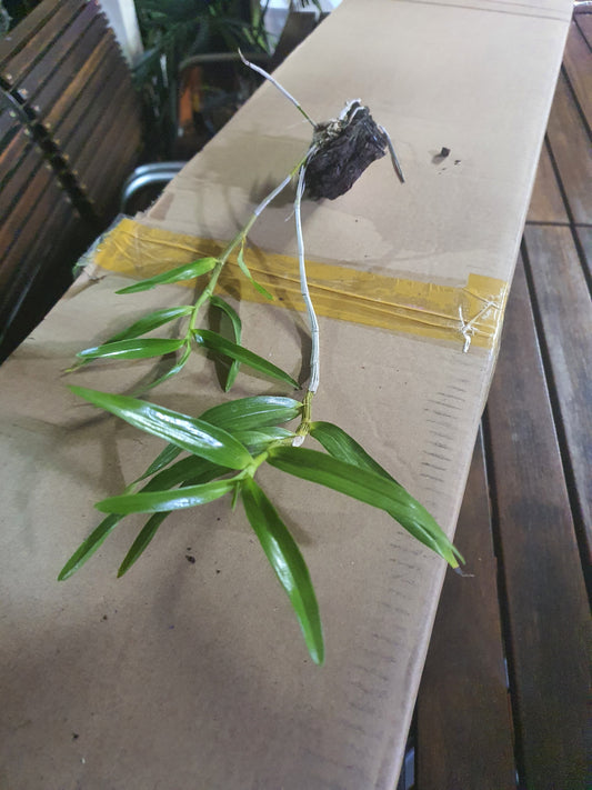 Dendrobium Hercoglossum (Fragrant Species)