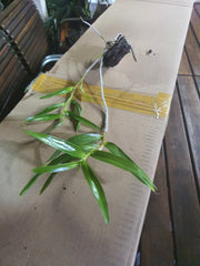 Dendrobium Hercoglossum (Fragrant Species)
