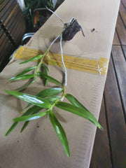 Dendrobium Hercoglossum (Fragrant Species)