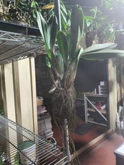 Cattleya Yingluck Redline