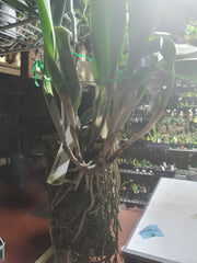 Cattleya Yingluck Redline