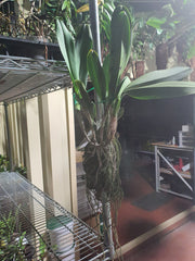 Cattleya Yingluck Redline