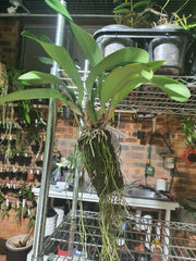 Rlc. Sanyung Ruby (Fragrant)