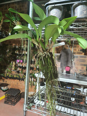 Rlc. Sanyung Ruby (Fragrant)