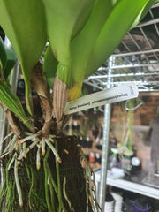 Rlc. Sanyung Ruby (Fragrant)