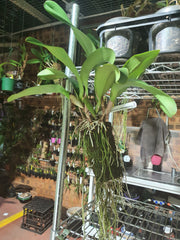 Rlc. Sanyung Ruby (Fragrant)