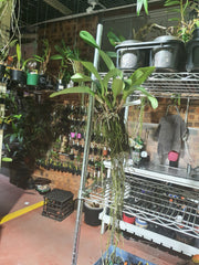 Rlc. Sanyung Ruby (Fragrant)