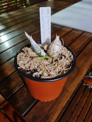 (In Spikes Now) Catasetum Portagee Star 'BLS' HCC/AOS X Ctsm. Chuck Taylor 'SVO'