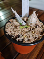 (In Spikes Now) Catasetum Portagee Star 'BLS' HCC/AOS X Ctsm. Chuck Taylor 'SVO'