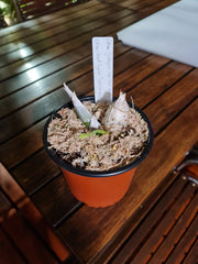 (In Spikes Now) Catasetum Portagee Star 'BLS' HCC/AOS X Ctsm. Chuck Taylor 'SVO'