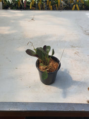 Pleurothallis (Specklinia) Grobyi