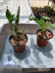 Fdk. Sunset Ridge 'Baker's wine Sunset' AM/ AOS