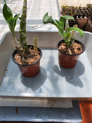 Fdk. Sunset Ridge 'Baker's wine Sunset' AM/ AOS