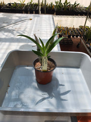 Fdk. After Dark X Ctsm. Pileatum 'Green'