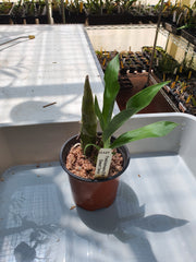 Fredclarkea (FDK.) Desert Tenor