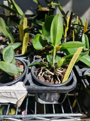 Potinara elia Biani ferreira ( Fragrant )