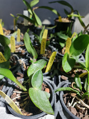 Potinara elia Biani ferreira ( Fragrant )