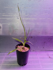 TOP - Zygopetalum Maculatum 'Trozy Blue' ( Highly Fragrant )