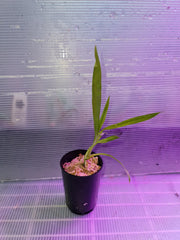 TOP - Zygopetalum Maculatum 'Trozy Blue' ( Highly Fragrant )