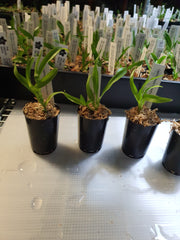 TOP- Caulocattleya Chantilly Lace 'Twinkle' HCC/AOS ( Fragrant )