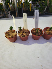 Angraecum Distichum