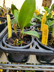 Catt. Pot Haw Yuan 'Gold' ( Fragrant )