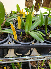 Catt. Pot Haw Yuan 'Gold' ( Fragrant )