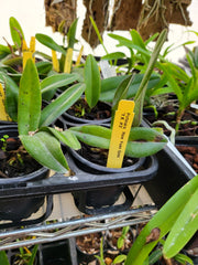 Catt. Pot Haw Yuan 'Gold' ( Fragrant )
