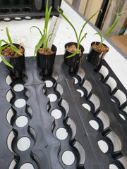 TOP Cycnodes Taiwan Gold Orange