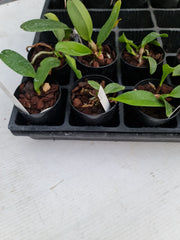 Rlc. Dal's Choice Arcadia