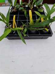 TOP Oncidium Alosuka 'Claire' X Gom. Golden Drops "Spots'