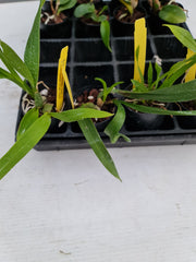 TOP Oncidium Alosuka 'Claire' X Gom. Golden Drops "Spots'