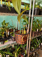 Stanhopea Shuttleworthii ( Fragrant )