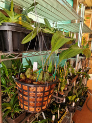 Fragrant Stanhopea Shuttleworthii