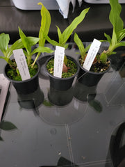 Lyc. Rakuhoku x Lyc. Jean Tolliday Kendolie