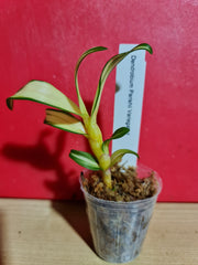TOP - Dendrobium parishii 'Variegated' (Rare Species)