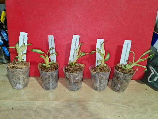 TOP - Dendrobium parishii 'Variegated' (Seedling)